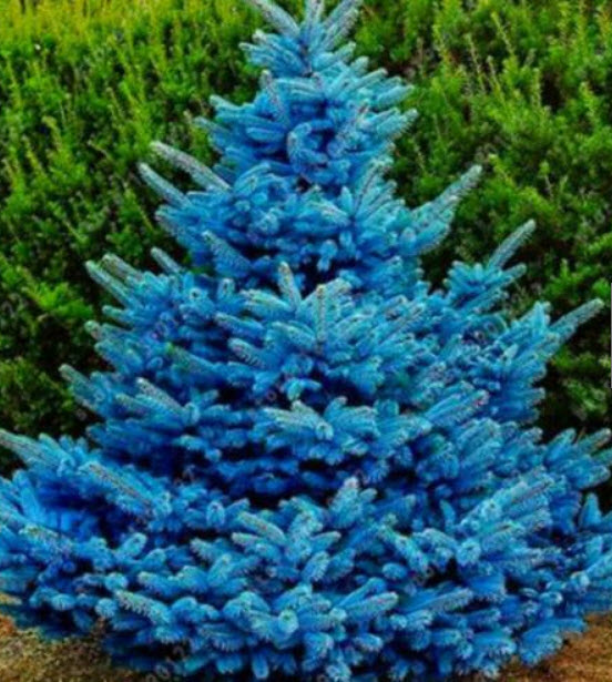 สนสีฟ้า บลูสกาย (Blue Sky Pine) / 50 เม็ด (นอก)