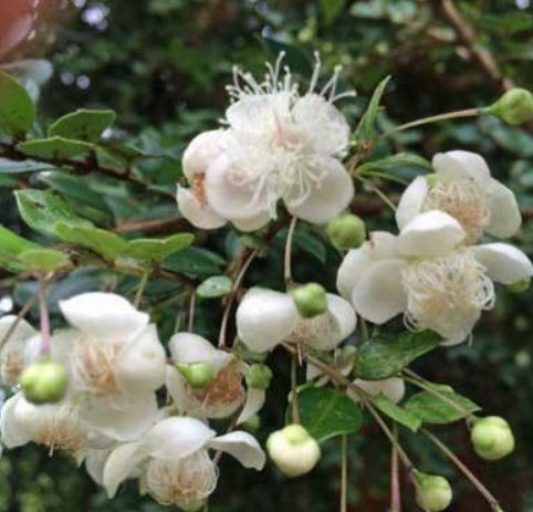 ชิเลียน กาวา (Chilean Guava) / 10 เม็ด (Portugal) *