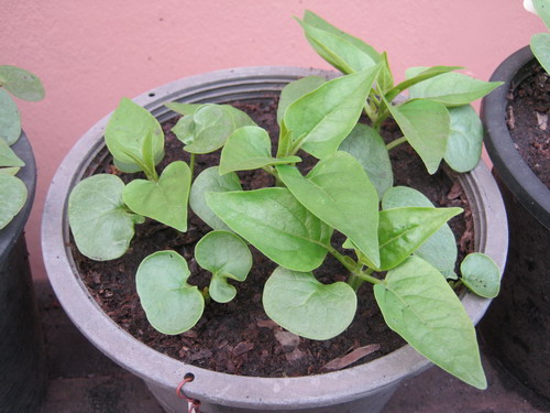 บานเย็น สีเหลือง / 20 เม็ด (ไทย)