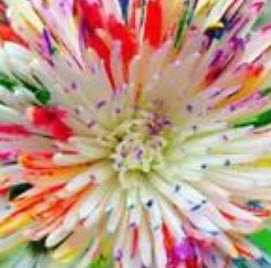 เบญจมาศสีน้ำ (Watercolor Chrysanthemum) / 100 เม็ด