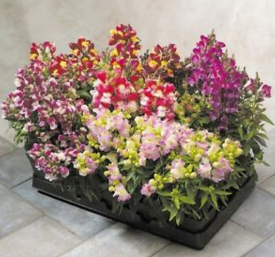 ดอกลิ้นมังกร (Snapdragon) ต้นเตี้ย คละ / 8,000 เม็ด (UK)*