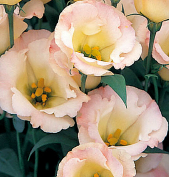 ไลซิแอนธัส (Lisianthus - Pink Champagne) / 150 เม็ด