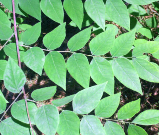 มธุลดา ดอกสีส้ม (Orange Trumpet Vine) / 10 เม็ด (USA)