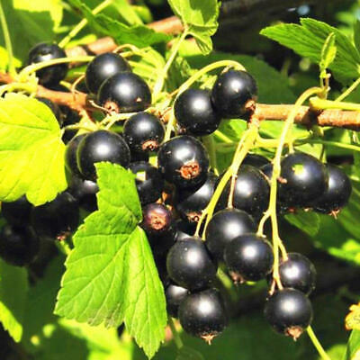 โทงเทงจีน / เคป กู๊สเบอรี่ คละสีแดง-ดำ / 50 เม็ด (China)