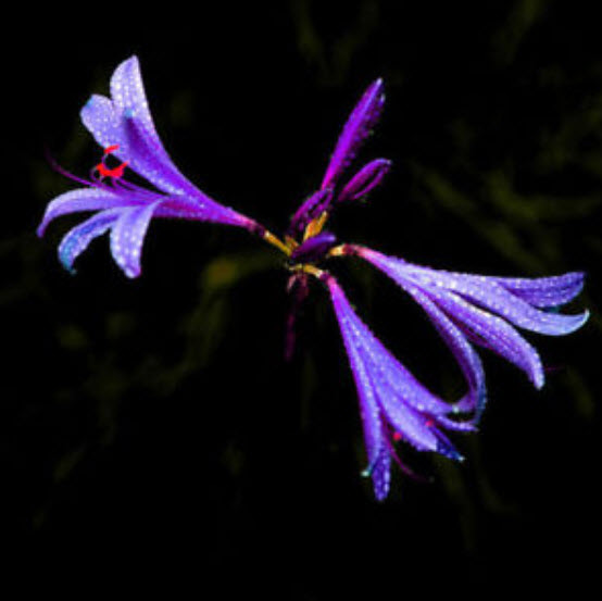 หัวว่าน (Amaryllis Bulb) ดอกสีม่วง / หัว (นอก)