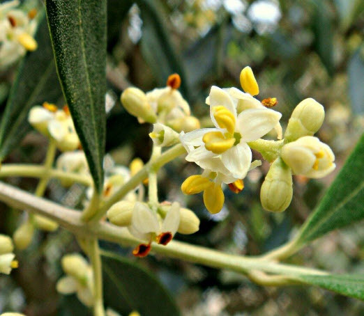 มะกอกน้ำมัน มะกอกโอลีฟ (European Oil - Olive tree) / 5 เม็ด (Malta) หายาก จำนวนจำกัด
