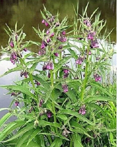 คอมเฟรย์ พืชสมุนไพร (Comfrey / Symphytum Officinale) / 25 เม็ด (UK)*