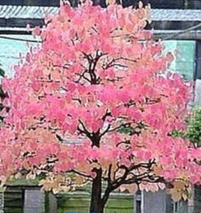 คัทซึระ ญี่ปุ่น (Japanese Katsura) / 100 เม็ด (UK)