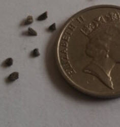 Red & Green Kangaroo Paw / 5 เม็ด (Australia)