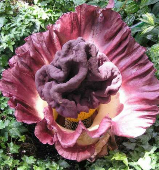 บุกคางคก (Elephant Yam) / 5 เม็ด (Portugal)*