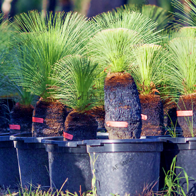 หญ้าออสเตรเลีย (Australian grass) / 100 เม็ด