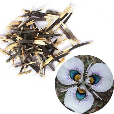 กล้วยไม้ผักตบชวา (Peacock Orchid) / 20 เม็ด (China)