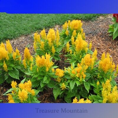 สร้อยไก่สีทอง (Corkscomb-Golden Plume) / 350 เม็ด (Australia)