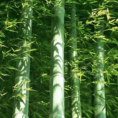 ไผ่โมโซยักษ์ (Giant Moso bamboo) / 30 เม็ด