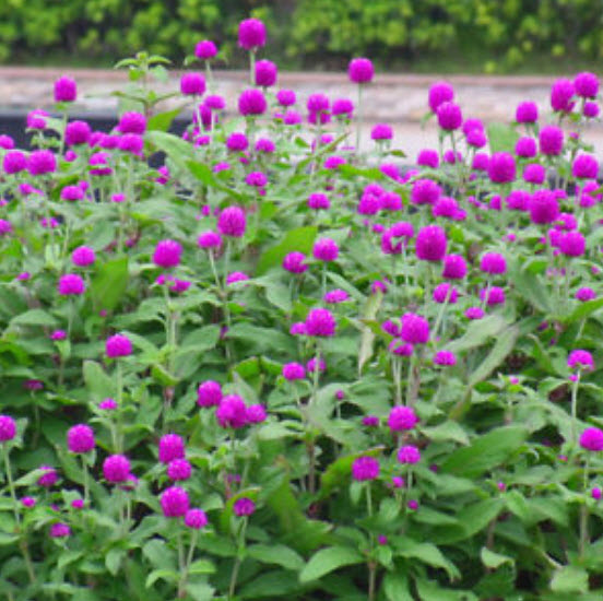 บานไม่รู้โรย (Globe Amaranth) สีบานเย็น / 100 เม็ด (ไทย)