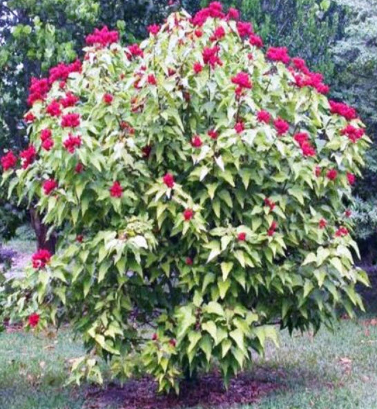 ลิปสติก (Lipstick Vine) / 5 เม็ด (Australia)