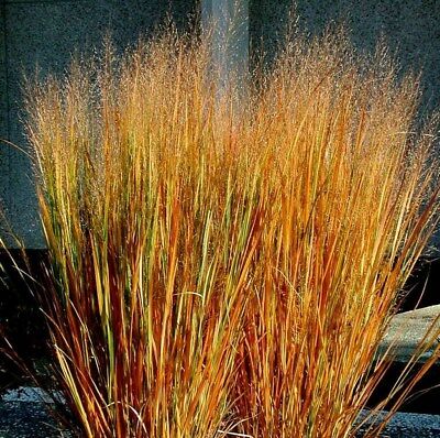 หญ้าสวิตซ์กราซ ดาโกต้า (Dacotah Switch grass) / 100 เม็ด (USA)