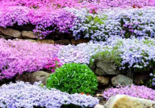 เมาน์เท่น ฟล็อกซ์ (Mountain Phlox) คละ / 160 เม็ด (UK)*