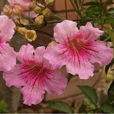 ชมพูฮาวาย (Pink Trumpet Vine) / 5 เม็ด (USA)
