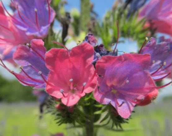 ไวเปอร์ บูกลอส (Vipor's Bugloss) คละสี / 220 เม็ด (UK)
