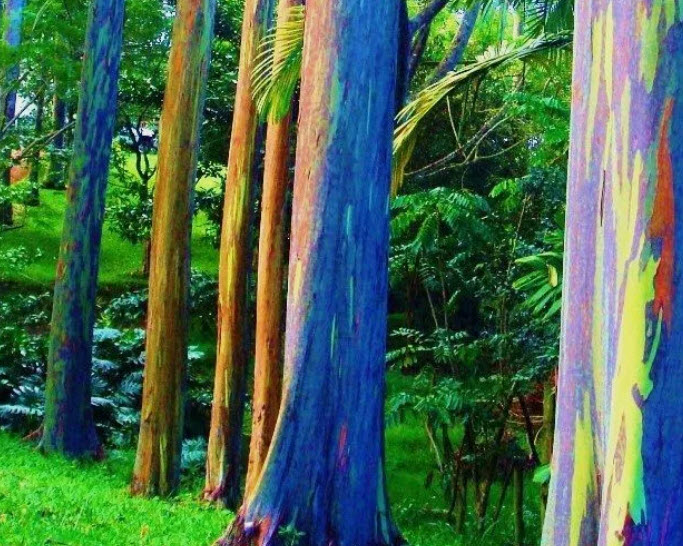 ต้น ยูคาลิปตัส ยูคา สีรุ้ง ยูคาลิปตัสสีรุ้ง สูง 50-70 ซ.ม. เพาะเมล็ด อายุต้น 1 ปี+