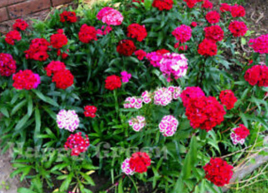 สวีทวิลเลี่ยม หรือผีเสื้อช่อ (Sweet William) กลีบซ้อน คละ / 1,000 เม็ด (UK)