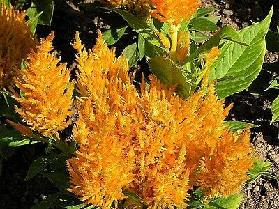 สร้อยไก่สีทอง (Corkscomb-Golden Plume) / 350 เม็ด (Australia)