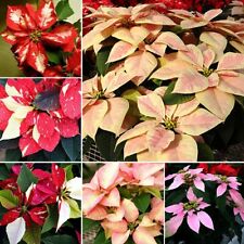 คริสต์มาส (Poinsettia / Euphorbia Pulcherrima) คละ / 50 เม็ด