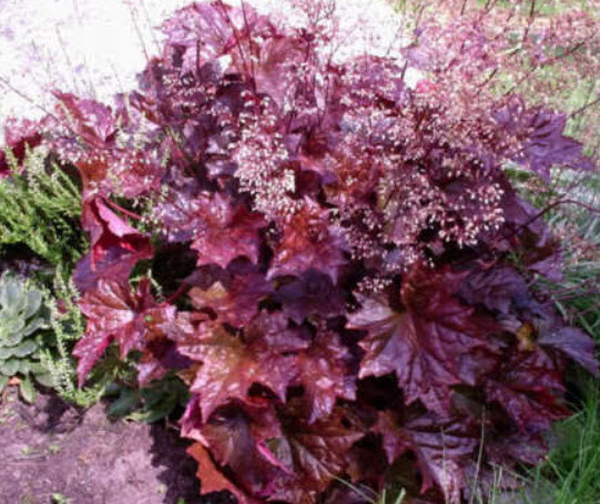 ฮิวเชร่า (Heuchera Emperor's Cloak) / 100 เม็ด (Australia)