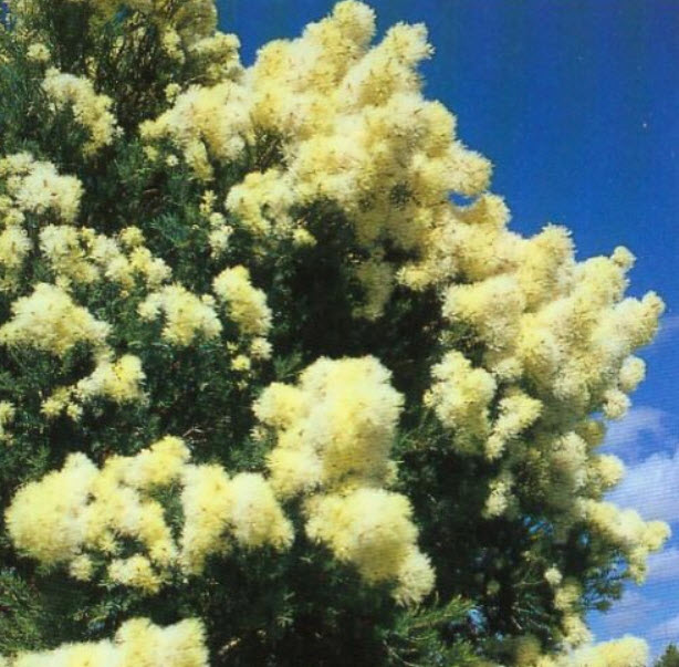 สโนว์ อิน ซัมเมอร์ (Snow-in-summer) / 200 เม็ด (Australia)