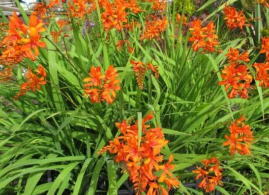 โครคอสเมียร์ (Crocosmia) สีส้ม / 25 เม็ด (Malta) *