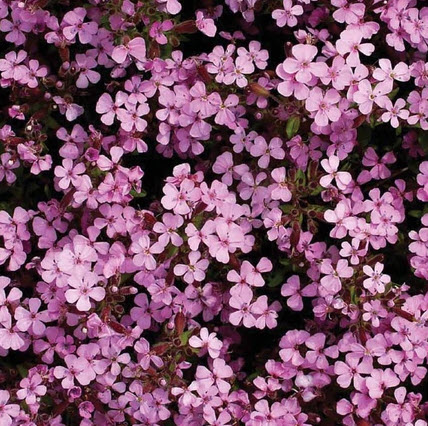 ร็อค โซปวอร์ท (Rock Soapwort / Saponaria Ocymoides) / 100 เม็ด (France) *