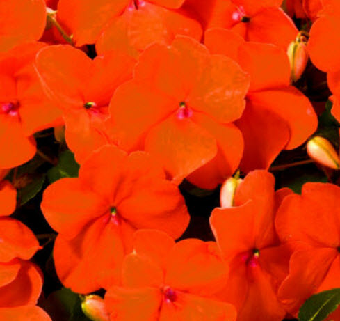 เทียนฝรั่ง (Busy Lizzie) สีส้ม / 230 เม็ด (UK)