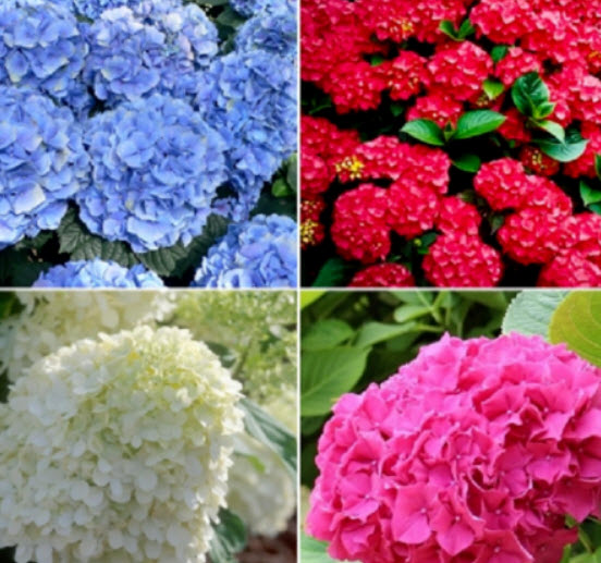 ไฮเดรนเยีย (Hydrangea) คละ 4 สี / 25 เม็ด