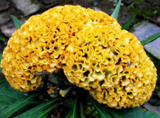 หงอนไก่ (Cockscomb) สีเหลือง / 400 เม็ด (S037)