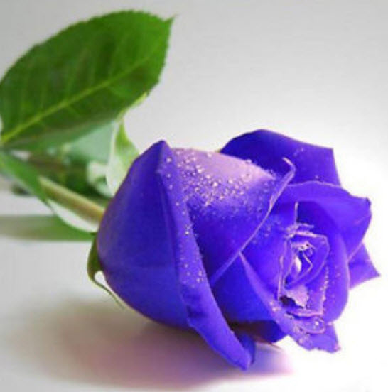 กุหลาบ (Rose) คละสี / 50 เม็ด (นอก)