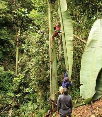 กล้วยภูเขายักษ์ (Giant Highland Banana) / เม็ด (Portugal)