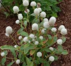 บานไม่รู้โรย (Globe Amaranth) สีขาว / 100 เม็ด (ไทย)