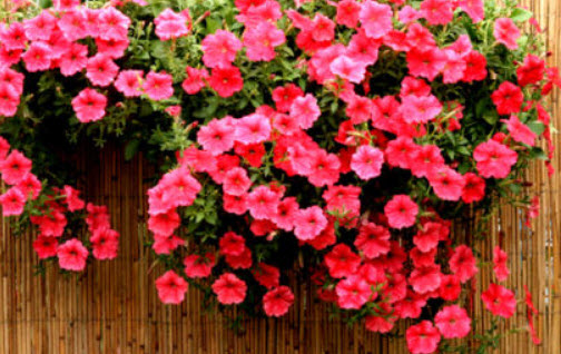 พิทูเนียเลื้อย (Trailing Petunai) Salmon / 10 เม็ด (UK)