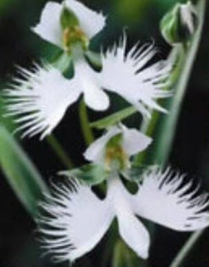 กล้วยไม้ นกกระยางขาว (White Egret Orchid) / 50 เม็ด