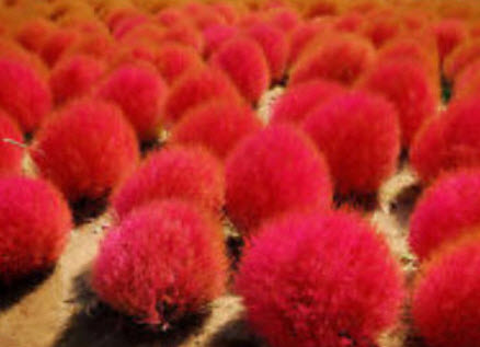 หญ้ากอเชีย แดง (Red Kochia) / 100 เม็ด (China)