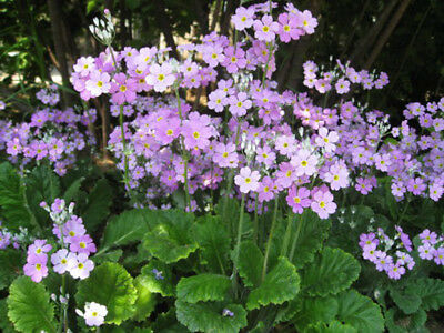 พริมโรส แฟรี่ (Fairy Primrose) คละ / 200 เม็ด (UK)