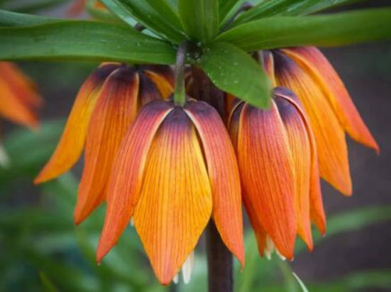 มงกุฏจักรพรรดิ์ (Crown Imperial) ดอกสีส้มจำปา / 50 เม็ด