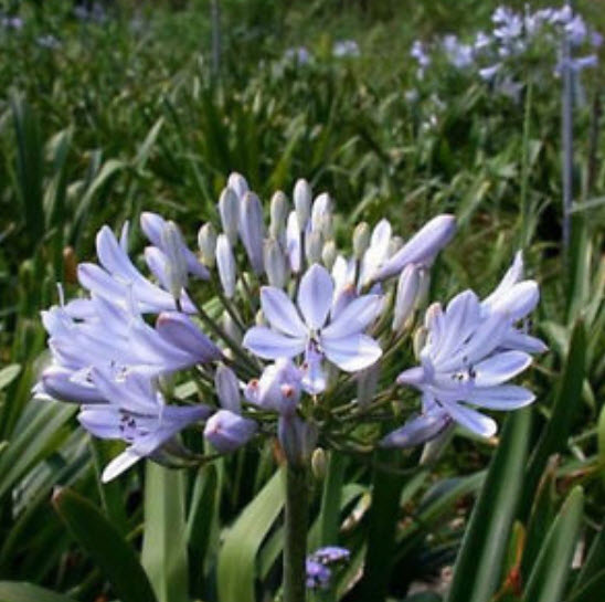 คลิเวีย (Clivia) ม่วง / 5 เม็ด