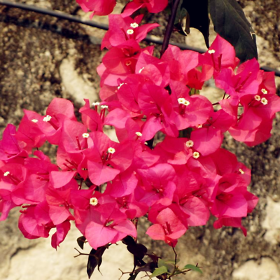 เฟื่องฟ้า (Bougainvillea) ดอกสีแดงเข้ม / 25 เม็ด (นอก)