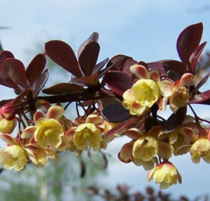 บาเบอรี่แดง (Red Barberry) บอนไซ / 60 เม็ด (UK)