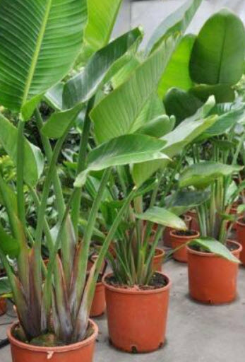 ปักษาสวรรค์ สีขาว (Strelitzia nicolai) พันธุ์ต้นใหญ่ / 5 เม็ด (Italy)