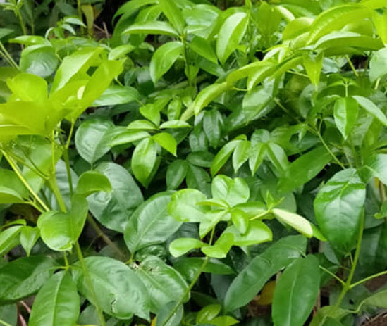 ต้นเจ้าหญิงสีชมพู เจ้าสาวสีชมพู (Pink euodia) กระถาง 10 นิ้ว สูง 50-80 ซ.ม.