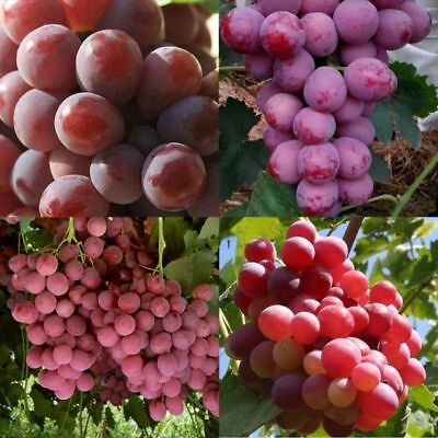 องุ่น เรด โกลบ (Red Globe Grape) / 25 เม็ด (นอก)