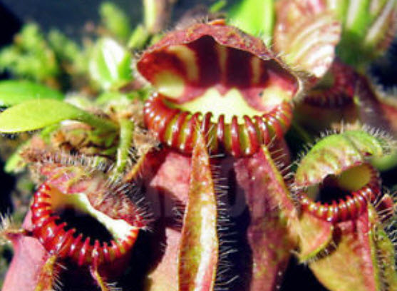 กระเป๋าจิงโจ้ (Cephalotus Giant Clip) คละ / 100 เม็ด